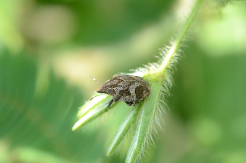 Hotea curculionoides