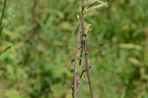 Slender Skimmer