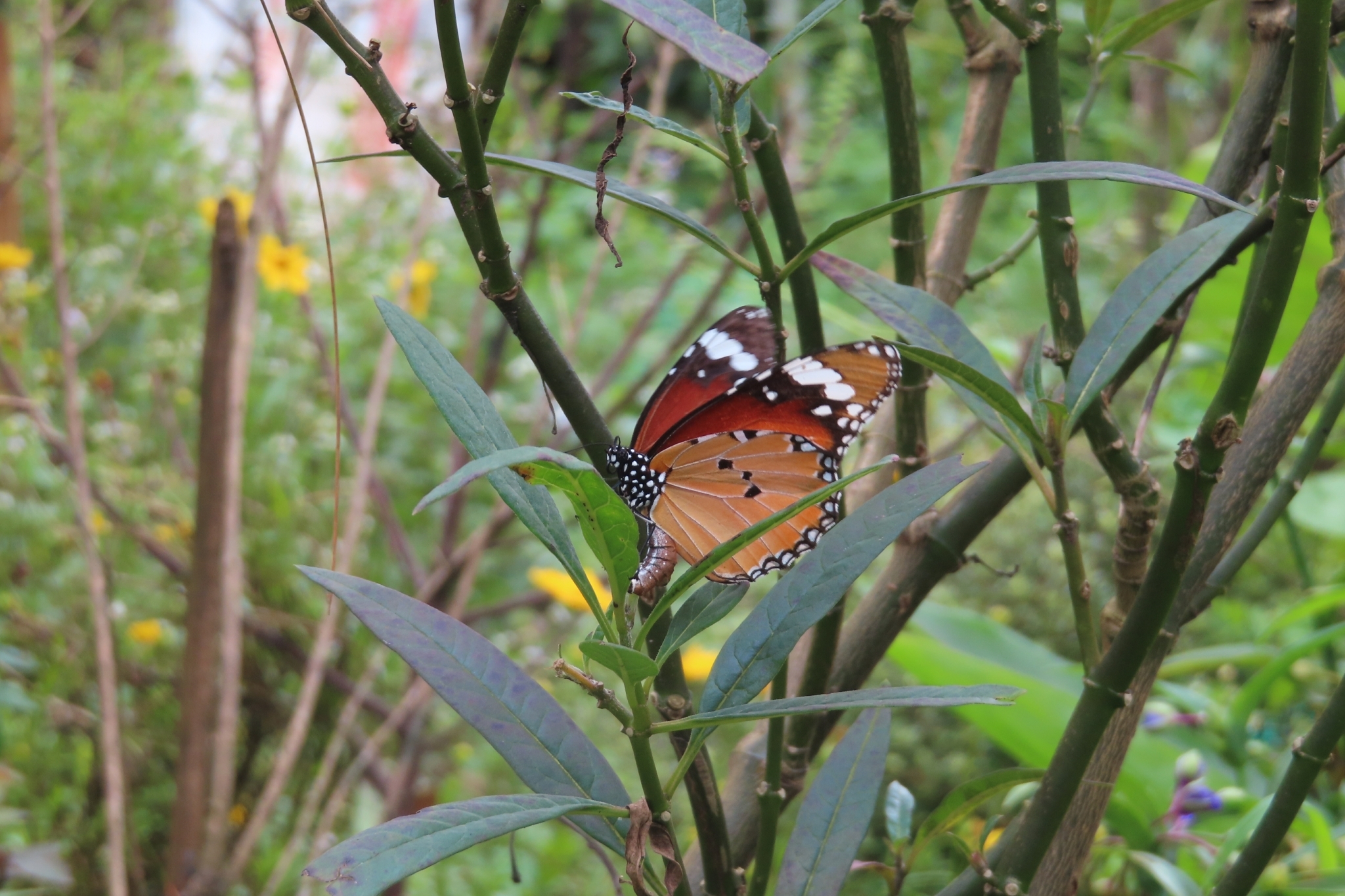 Plain Tiger