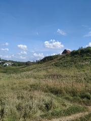 Calamagrostis epigejos