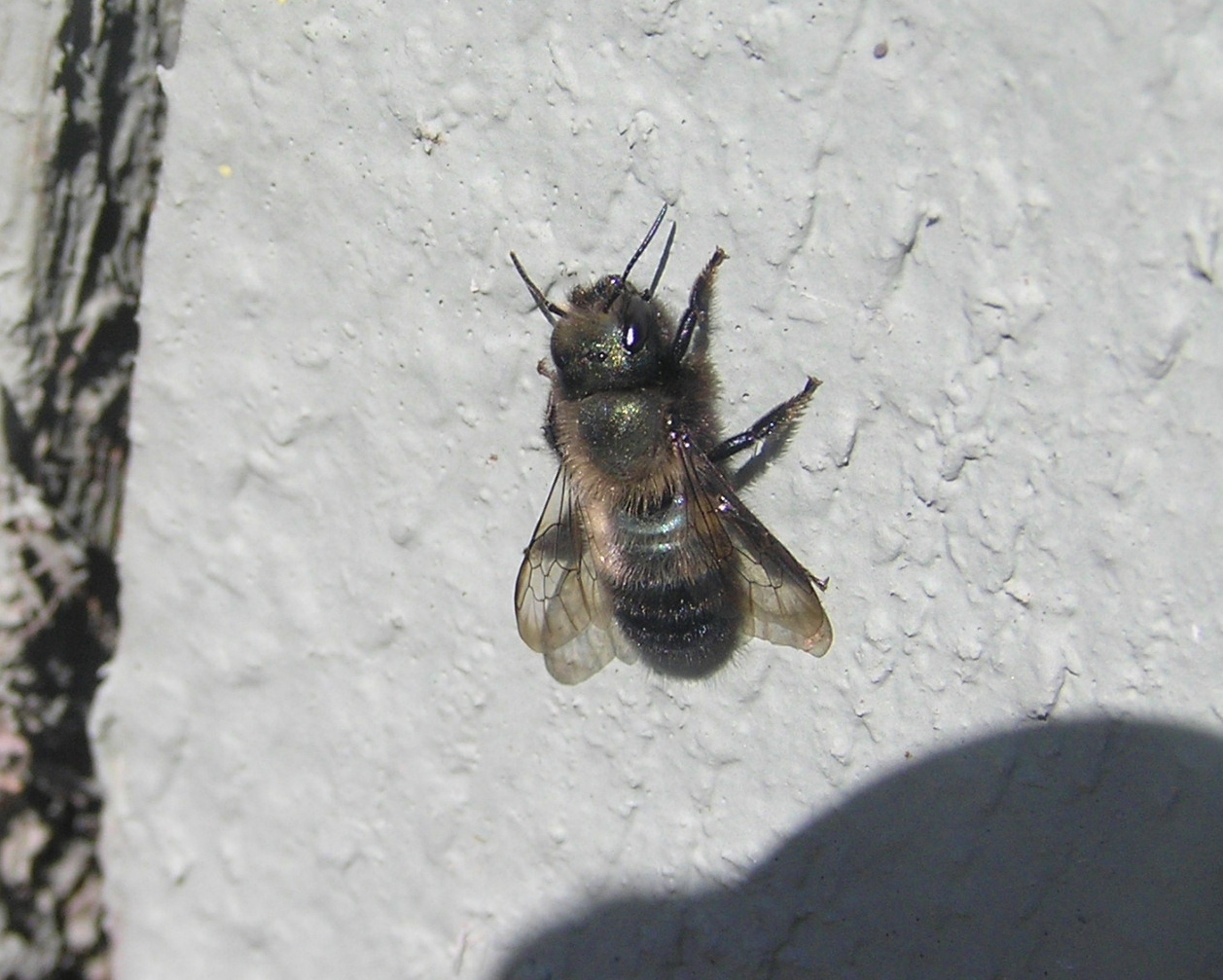 European Wool Carder Bee (NPS National Capital Region Bees and Wasps) ·  iNaturalist