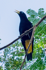 Yellow-Rumped Cacique photo 5