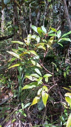 Ascarina rubricaulis observed 2025-02-22