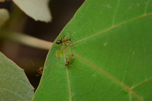 Yellow Crazy Ant