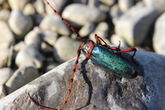 Stenaspis verticalis