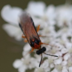 Athalia rosae