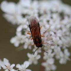 Athalia rosae