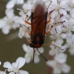 Athalia rosae
