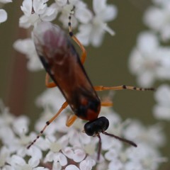 Athalia rosae
