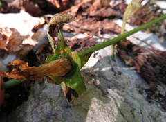 Coleosporium campanulae