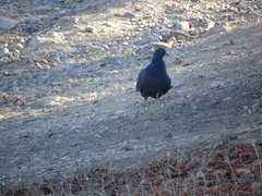 Columba livia domestica