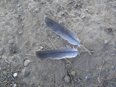 Streptopelia decaocto