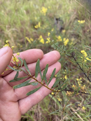 Heathlands Wattle (Acacia simsii)