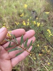 Acacia simsii, photograph (c) Edward Bell, some rights reserved (CC BY)