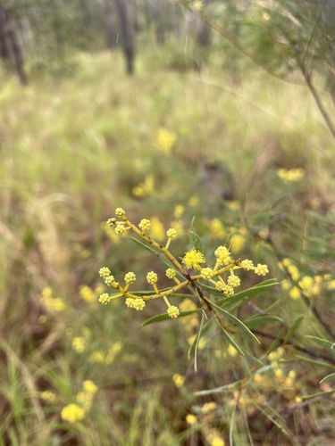 Acacia simsii, photograph 2