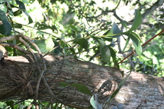 Sobralia macrophylla