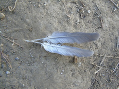 Streptopelia decaocto