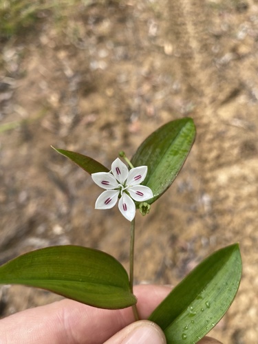 Schelhammera multiflora (Schelhammera multiflora)