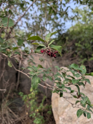 Ehretia aspera