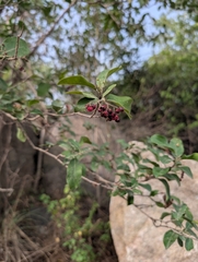 Ehretia aspera