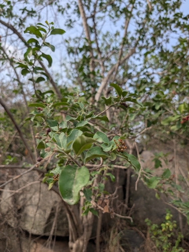 Ehretia aspera, photograph 1