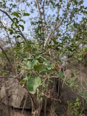 Ravuri Krishna Chaitanya, CC BY, iNaturalist via GBIF Ehretia aspera, photograph Ravuri Krishna Chaitanya, CC BY, iNaturalist via GBIF