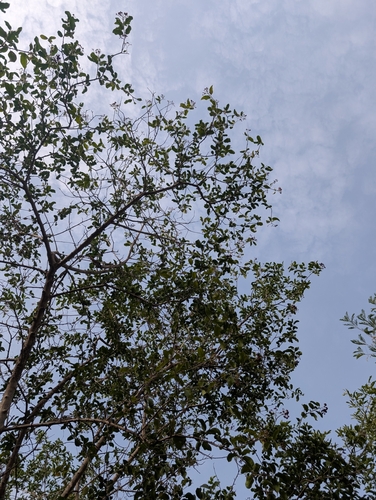 Ehretia aspera, photograph 3