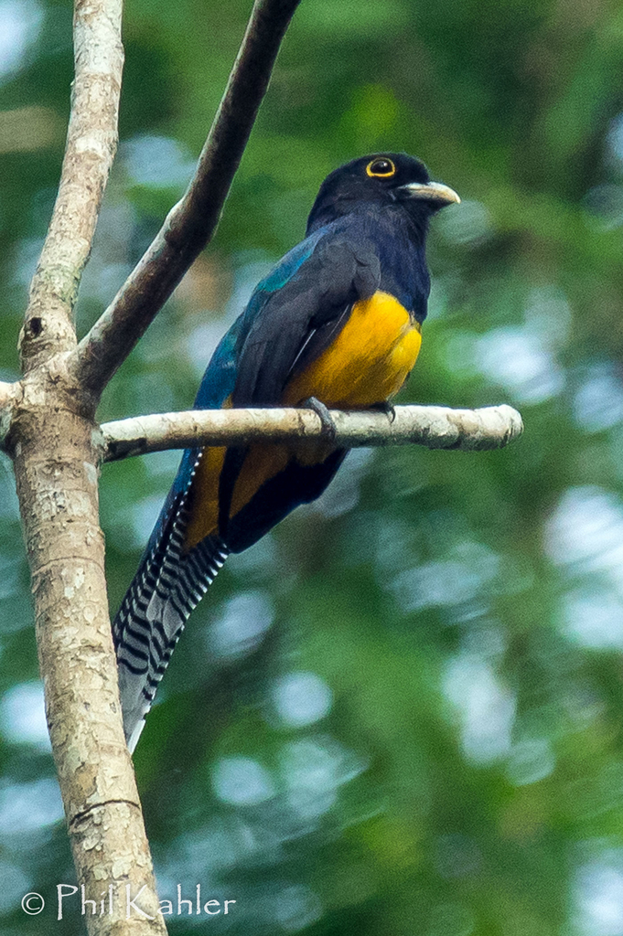 Amazonian Violaceous Trogon photo
