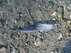 Streptopelia decaocto