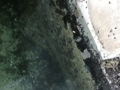 Melongena