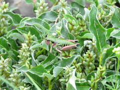 Cophopodisma pyrenaea