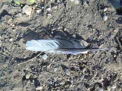 Streptopelia decaocto