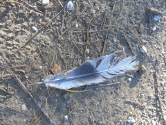 Streptopelia decaocto