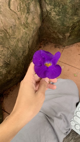 Bush Thunbergia