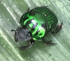 Oxysternon conspicillatum