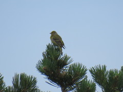 Carduelis citrinella
