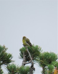 Carduelis citrinella