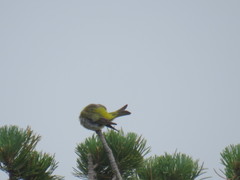 Carduelis citrinella