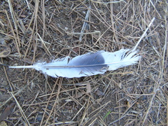 Streptopelia decaocto