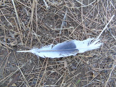 Streptopelia decaocto