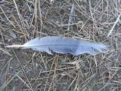 Streptopelia decaocto