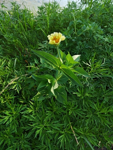 Elegant Zinnia