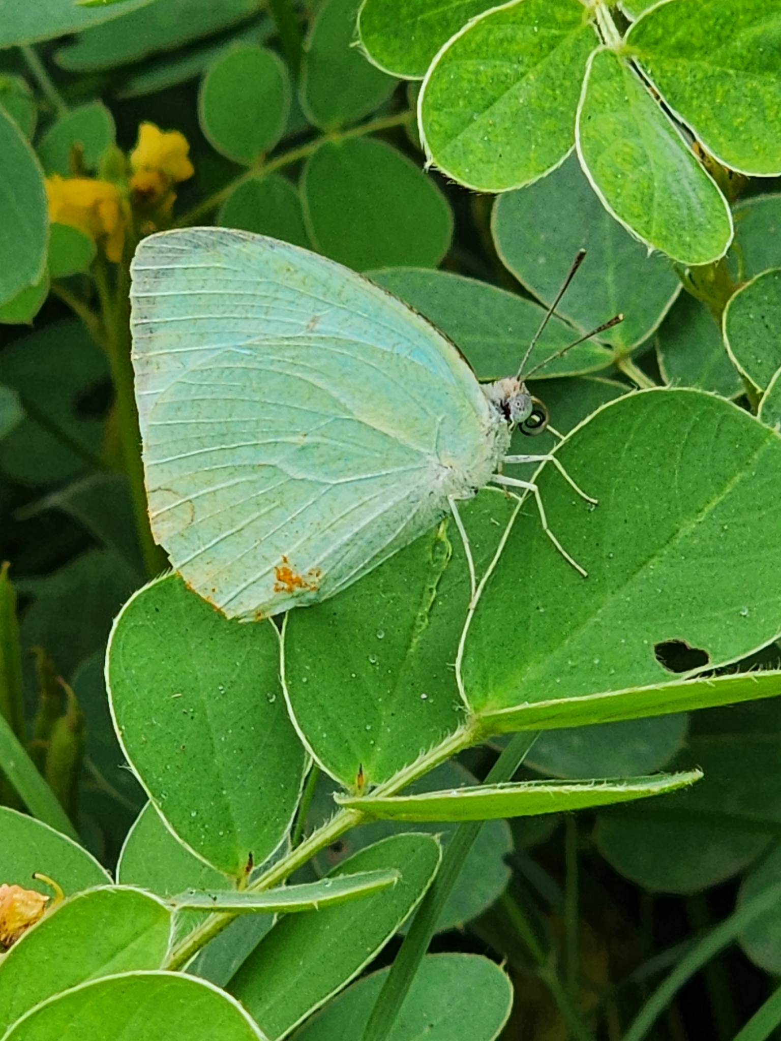 Mottled Emigrant