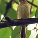 Orange-eyed Flycatcher - Photo (c) Phil Kahler, some rights reserved (CC BY-NC)