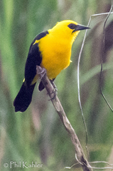 Gymnomystax mexicanus