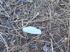 Columba livia domestica