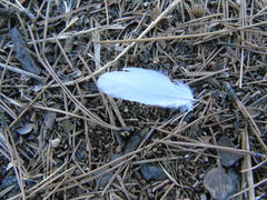 Columba livia domestica