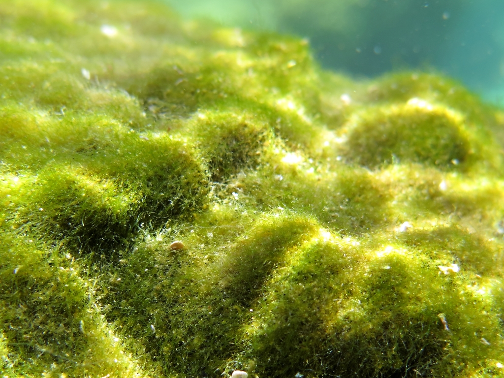 Cladophoropsis membranacea