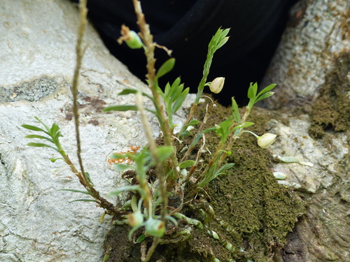 Image of Dichaea panamensis by (c) Letizia Weichgrebe, some rights reserved (CC BY)