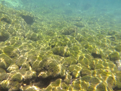Cladophoropsis membranacea